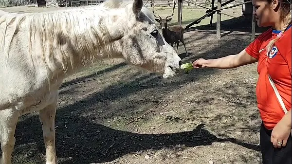 Video caldi Ero eccitato di vedere le dimensioni del pene di un cavallo !!! Volevo che il mio ragazzo si concentrasse così !!! Paty Butt, El Toro De Oro caldi